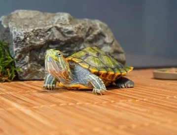 Foto: Tortugas
