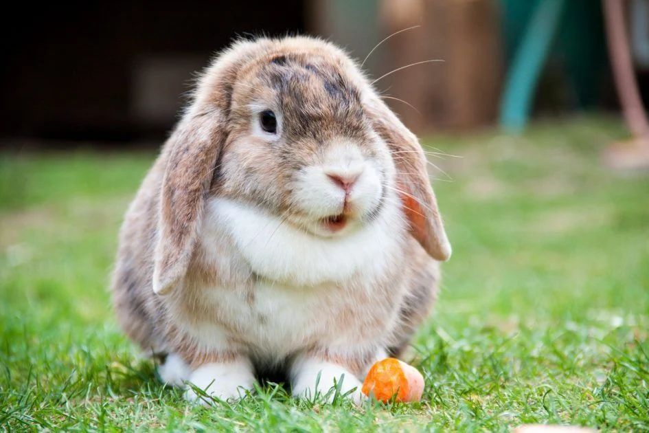 Foto: Conejos