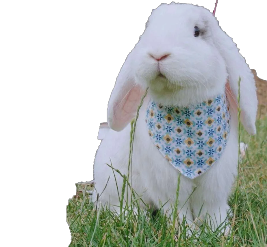 Bandana de Tela