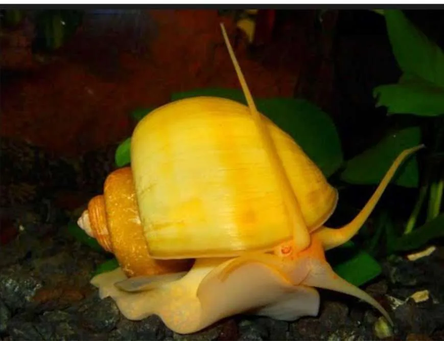 105 Caracol Amarillo