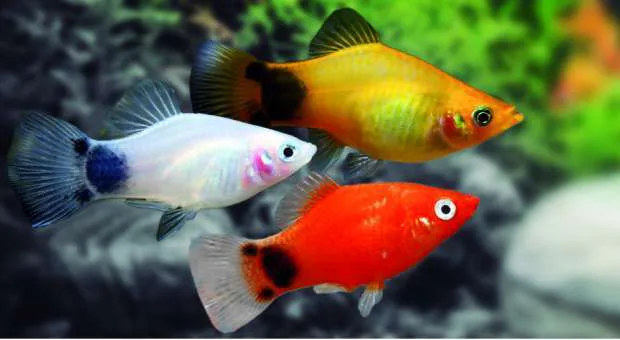 107 Platys Variados