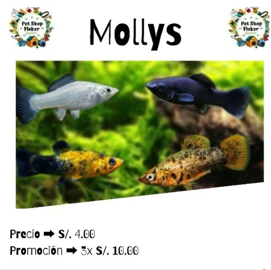 108 Mollys Variados