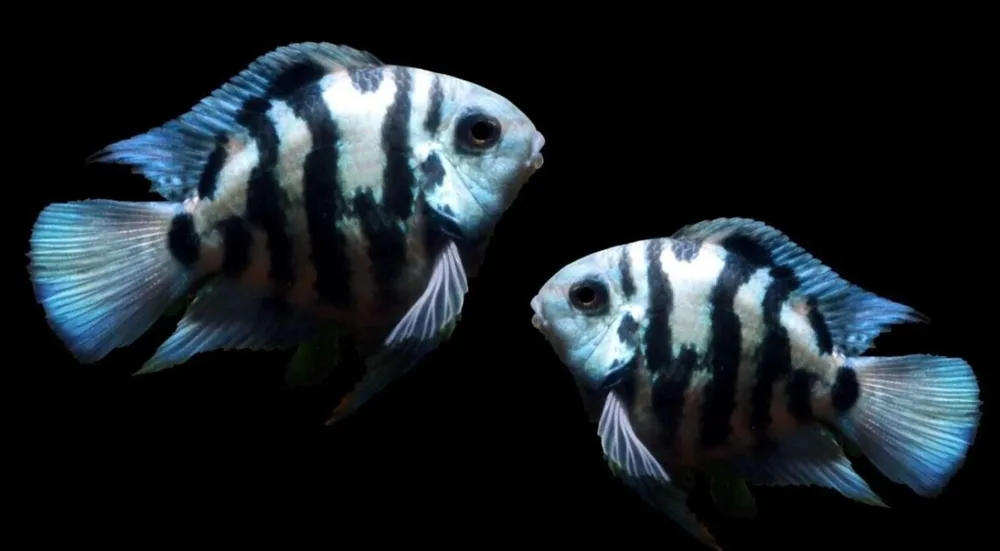 112 Parrot Polar Blue