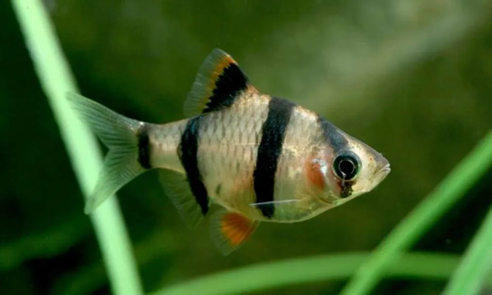 Barbus Sumatrano Tigre