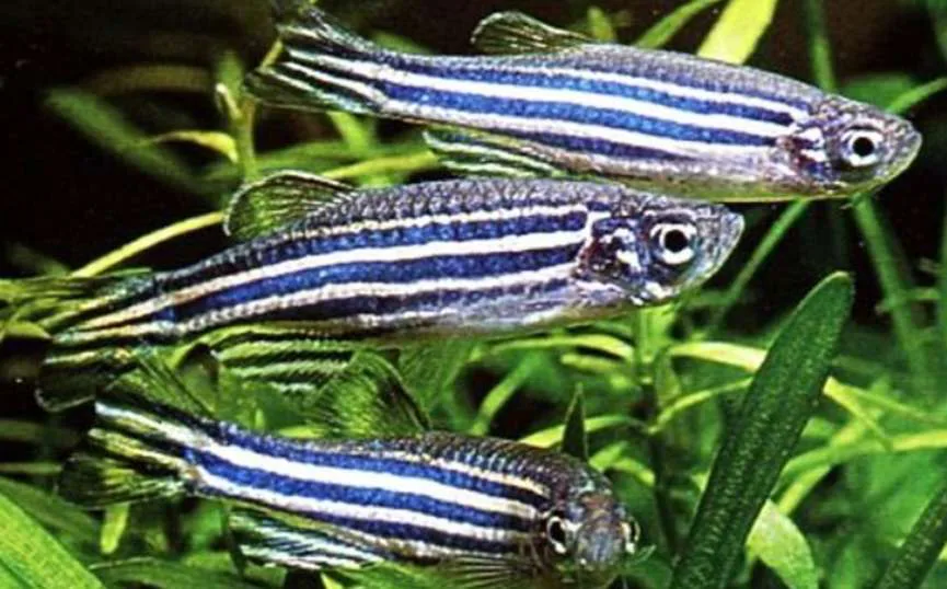 Danio Cebra de Colores