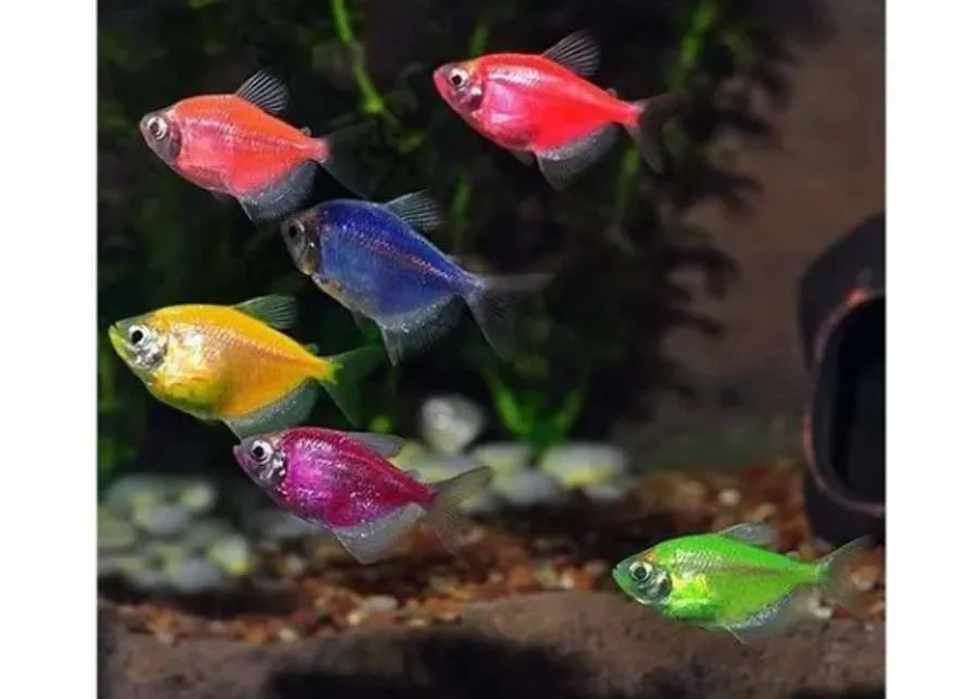 Monjitas de Colores