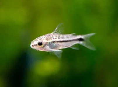 Corydora Pigmeo