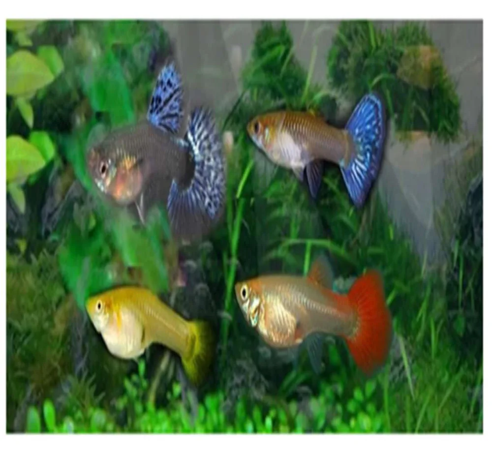 Guppys Hembras