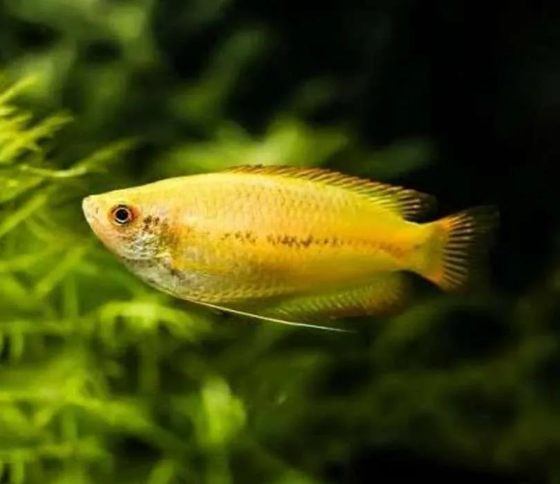 122 Gurami Amarillo