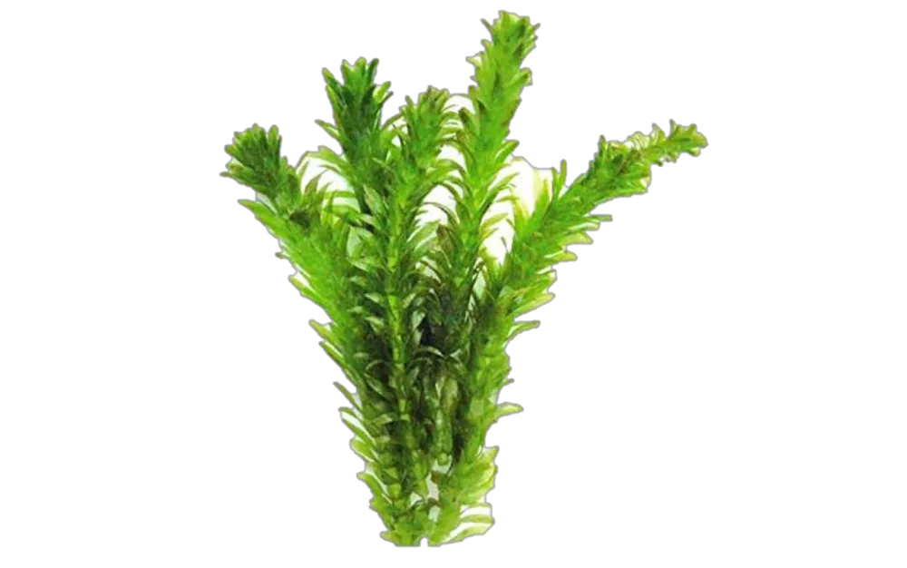 Planta Natural Elodea