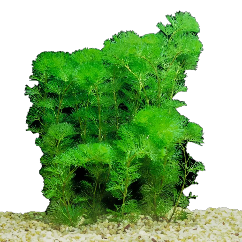 Planta Natural Cabomba