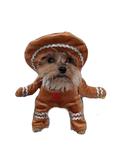 Paradito Galleta de Jengibre