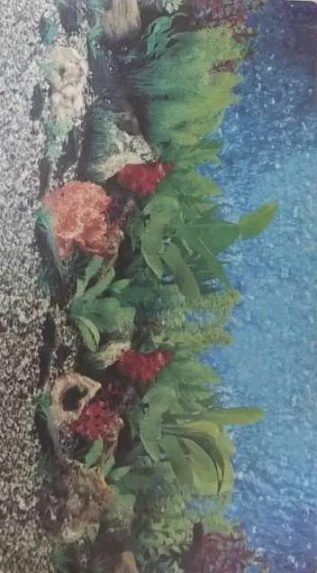 Imagen de Fondo para Acuario Grueso Doble Cara 60 CM