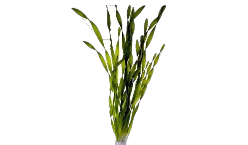 Planta Natural Valisneria
